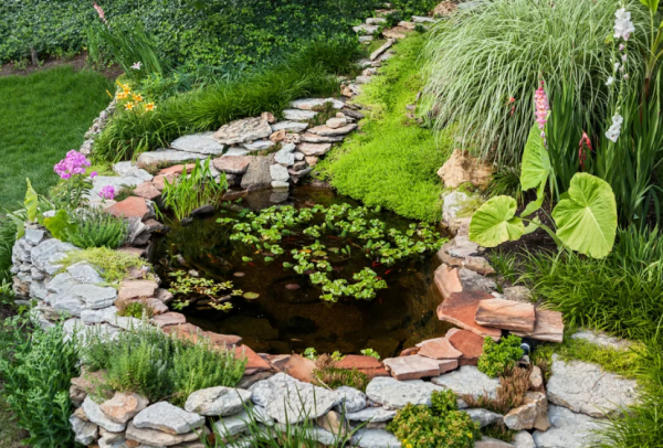 Tanaman Air di Kolam Kecil